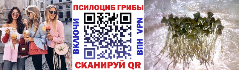 Галлюциногенные грибы мицелий  где купить   Устюжна 